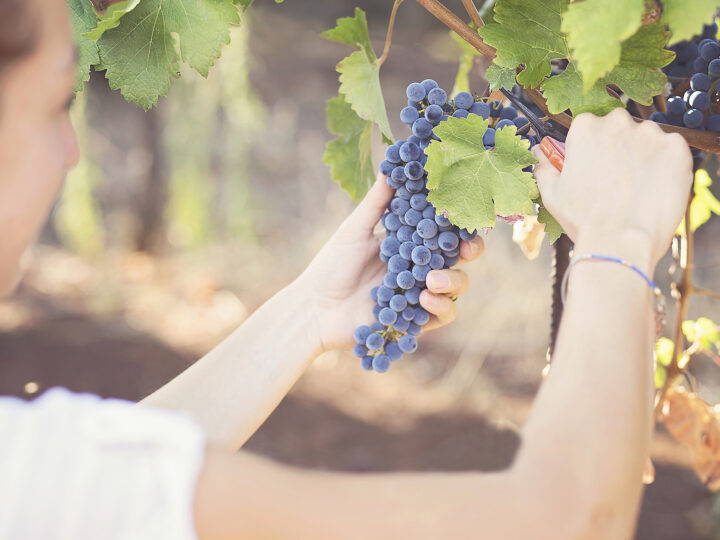 Cantine aperte in vendemmia