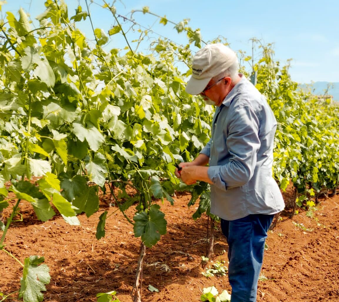Claudio Loreti lavora nella vigna della Cantina del Tufaio a Zagarolo