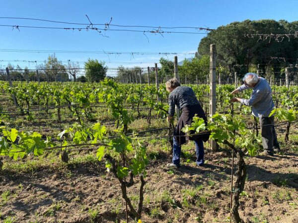 La vigna della Cantina del Tufaio a Zagarolo