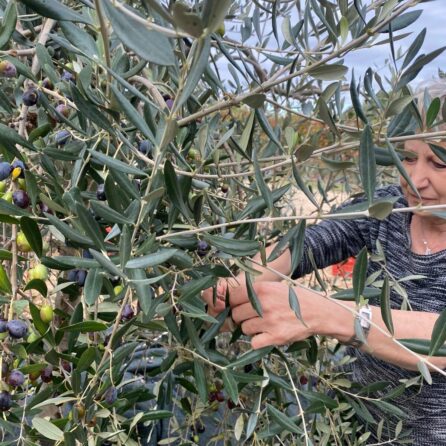 Raccolta delle olive a Cantina del Tufaio a Zagarolo